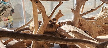 霞ケ浦 どうぶつとみんなのいえに投稿された画像（2026/1/16）