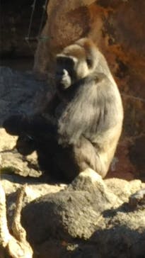 恩賜上野動物園に投稿された画像（2026/1/16）