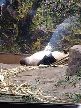 恩賜上野動物園に投稿された画像（2026/1/16）