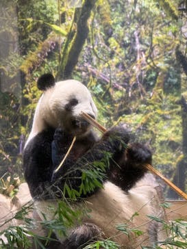 恩賜上野動物園に投稿された画像（2026/1/16）
