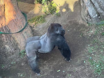 恩賜上野動物園に投稿された画像（2026/1/16）
