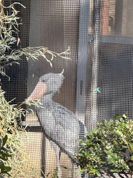 恩賜上野動物園に投稿された画像（2026/1/16）