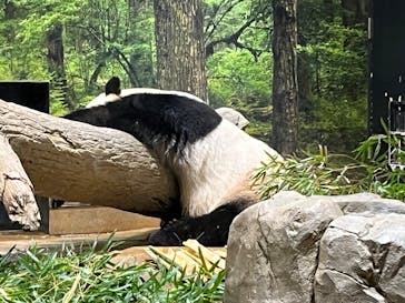 恩賜上野動物園に投稿された画像（2026/1/16）
