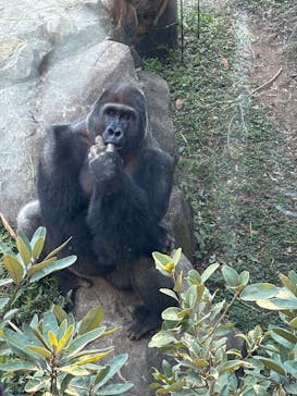 恩賜上野動物園に投稿された画像（2026/1/16）