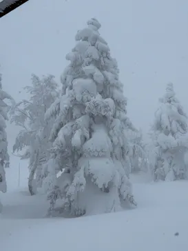 蔵王ロープウェイに投稿された画像（2026/1/16）