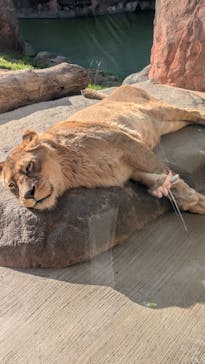 天王寺動物園に投稿された画像（2026/1/16）
