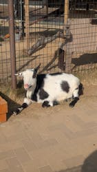 天王寺動物園に投稿された画像（2026/1/16）
