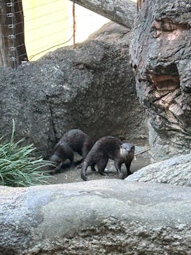 恩賜上野動物園に投稿された画像（2026/1/16）