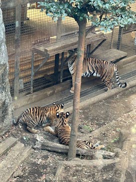 恩賜上野動物園に投稿された画像（2026/1/16）