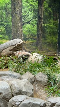 恩賜上野動物園に投稿された画像（2026/1/16）