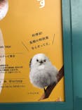 特別展「鳥 ～ゲノム解析が解き明かす新しい鳥類の系統～」国立科学博物館に投稿された画像（2026/1/16）