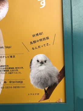 特別展「鳥 ～ゲノム解析が解き明かす新しい鳥類の系統～」国立科学博物館に投稿された画像（2026/1/16）