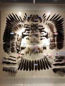 特別展「鳥 ～ゲノム解析が解き明かす新しい鳥類の系統～」国立科学博物館に投稿された画像（2026/1/16）