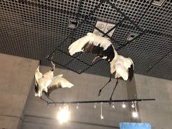 特別展「鳥 ～ゲノム解析が解き明かす新しい鳥類の系統～」国立科学博物館に投稿された画像（2026/1/16）