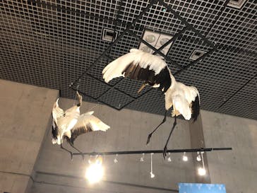 特別展「鳥 ～ゲノム解析が解き明かす新しい鳥類の系統～」国立科学博物館に投稿された画像（2026/1/16）
