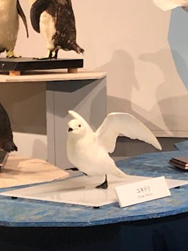 特別展「鳥 ～ゲノム解析が解き明かす新しい鳥類の系統～」国立科学博物館に投稿された画像（2026/1/16）