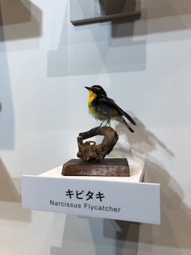 特別展「鳥 ～ゲノム解析が解き明かす新しい鳥類の系統～」国立科学博物館に投稿された画像（2026/1/16）