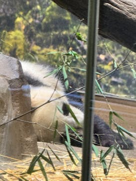 恩賜上野動物園に投稿された画像（2026/1/16）