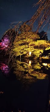 NAKEDヨルマイリ 2025-26 平安神宮に投稿された画像（2026/1/16）