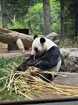 恩賜上野動物園に投稿された画像（2026/1/16）