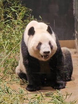 恩賜上野動物園に投稿された画像（2026/1/16）