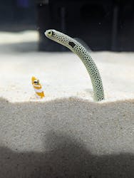 シン・マリホ水族館に投稿された画像（2026/1/16）