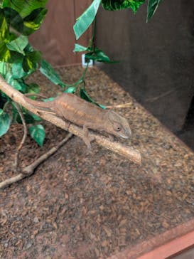 シン・マリホ水族館に投稿された画像（2026/1/16）