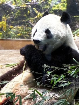 恩賜上野動物園に投稿された画像（2026/1/16）