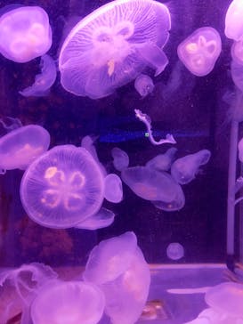 箱根園水族館に投稿された画像（2026/1/16）