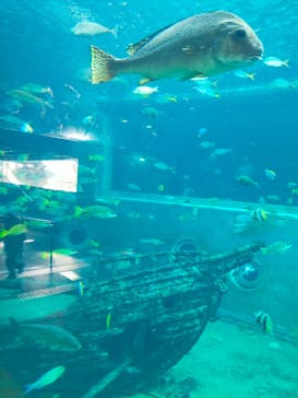 箱根園水族館に投稿された画像（2026/1/16）