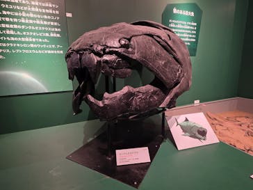 特別展「大絶滅展―生命史のビッグファイブ」に投稿された画像（2026/1/16）