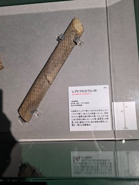 特別展「大絶滅展―生命史のビッグファイブ」に投稿された画像（2026/1/16）