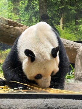 恩賜上野動物園に投稿された画像（2026/1/17）