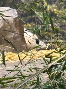 恩賜上野動物園に投稿された画像（2026/1/17）