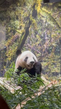 恩賜上野動物園に投稿された画像（2026/1/17）