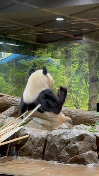 恩賜上野動物園に投稿された画像（2026/1/17）