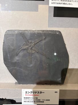 特別展「大絶滅展―生命史のビッグファイブ」に投稿された画像（2026/1/17）