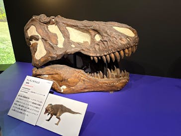 特別展「大絶滅展―生命史のビッグファイブ」に投稿された画像（2026/1/17）