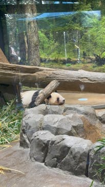 恩賜上野動物園に投稿された画像（2026/1/17）