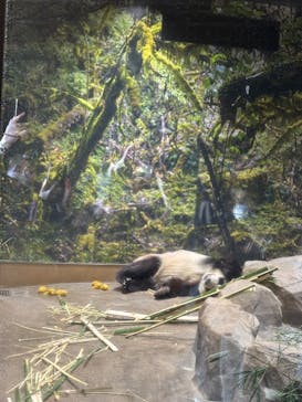 恩賜上野動物園に投稿された画像（2026/1/17）