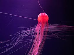 すみだ水族館に投稿された画像（2026/1/17）