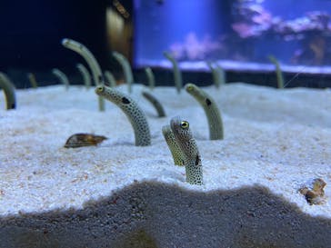 すみだ水族館に投稿された画像（2026/1/17）