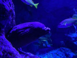 すみだ水族館に投稿された画像（2026/1/17）