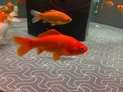 すみだ水族館に投稿された画像（2026/1/17）