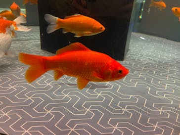 すみだ水族館に投稿された画像（2026/1/17）