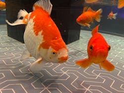 すみだ水族館に投稿された画像（2026/1/17）