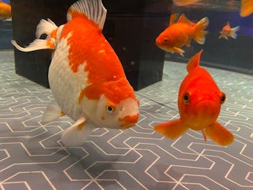 すみだ水族館に投稿された画像（2026/1/17）