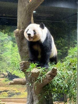 恩賜上野動物園に投稿された画像（2026/1/17）