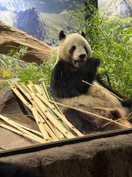 恩賜上野動物園に投稿された画像（2026/1/17）