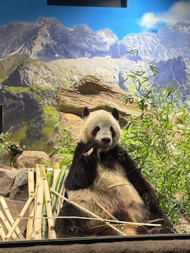 恩賜上野動物園に投稿された画像（2026/1/17）